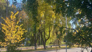 18 сентября принесет в Коми дожди и до +20 °C: прогноз погоды