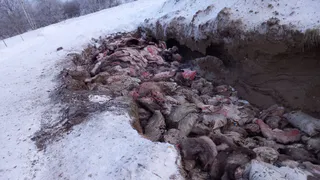 Коми облетели страшные фотографии