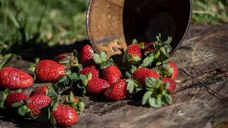 Клубничный урожай без хлопот: секретный сосед для сладкой ягоды
