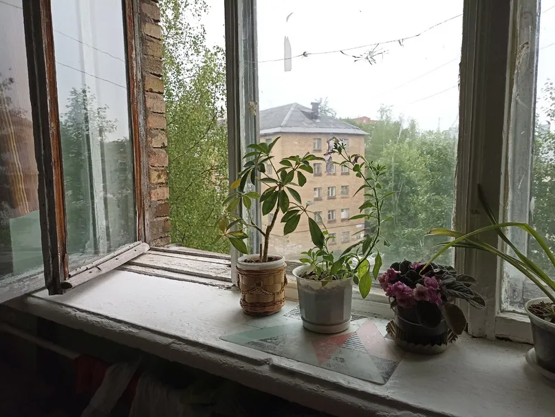 Цветы-вампиры: 10 ядовитых растений, которые запрещено держать в доме