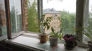 Цветы-вампиры: 10 ядовитых растений, которые запрещено держать в доме