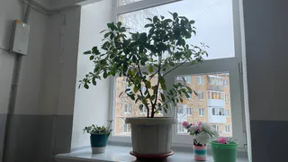 Крошу 1 таблетку в воду и только этим поливаю рассаду: попрет щеткой - вытянутые сеянцы в прошлом