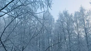 2 ноября в некоторых районах Коми установятся зимние морозы