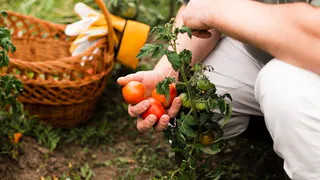 Лунный календарь для посева семян: томаты, перец и баклажаны