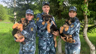 В Коми вывели 25 породистых щенков