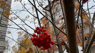 15 октября осеннее ненастье атакует Коми: холод, дождь и снег