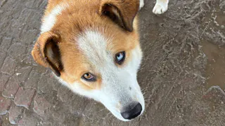 В Коми собака покусала детей возле образовательного учреждения