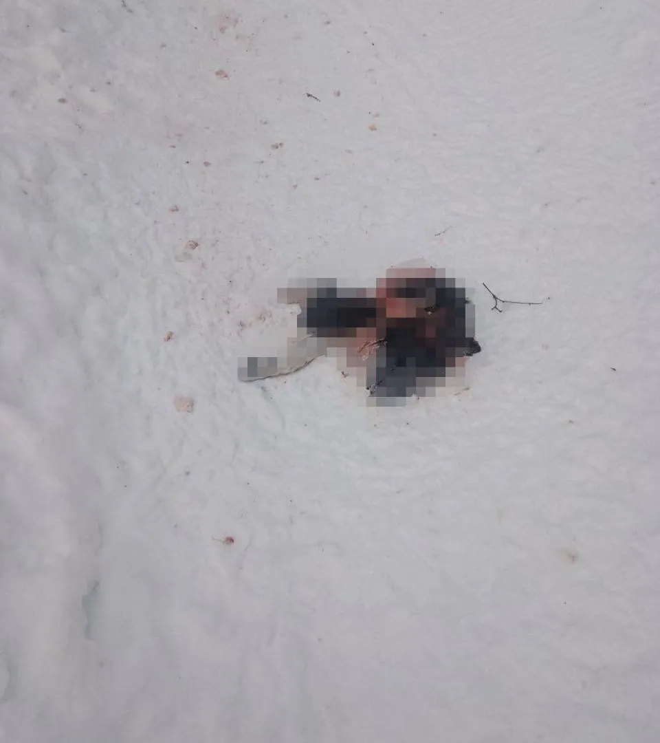 В Коми волк разорвал собаку прямо под окнами жилого дома